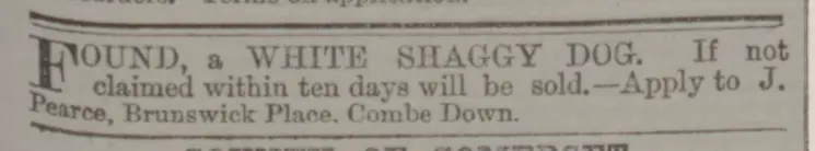 shaggy dog brunswick place combe down bath chronicle and weekly gazette thursday 11 september 1873